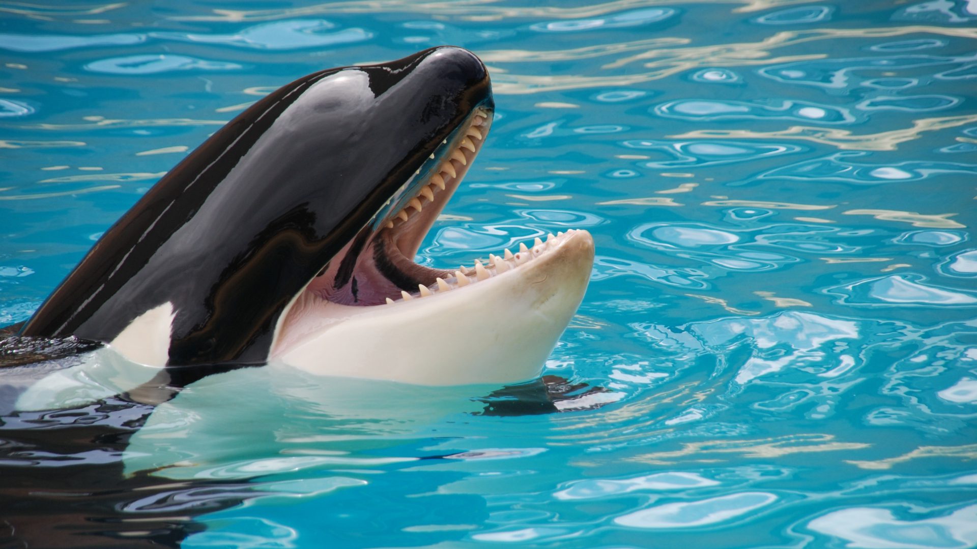 ¡La famosa orca ”Lolita” finalmente irá a casa!