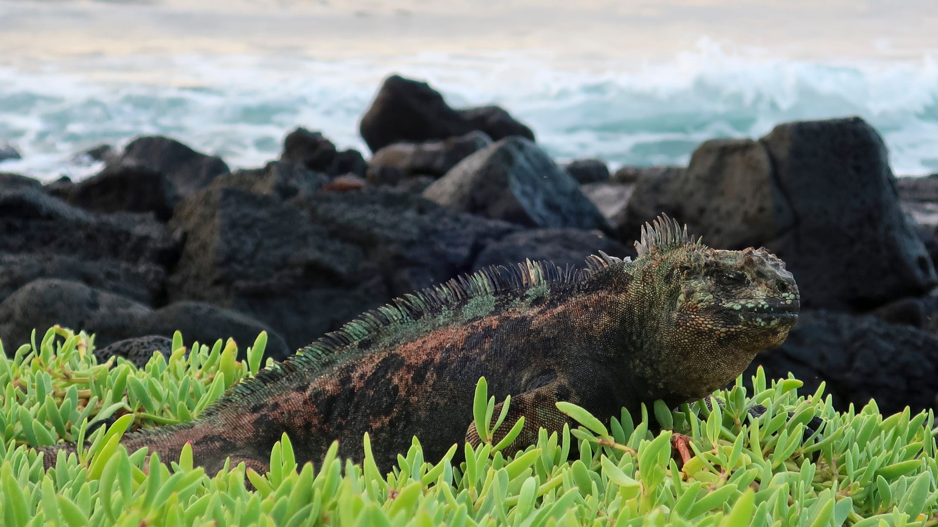 Islas Galápagos - Foto: EFE