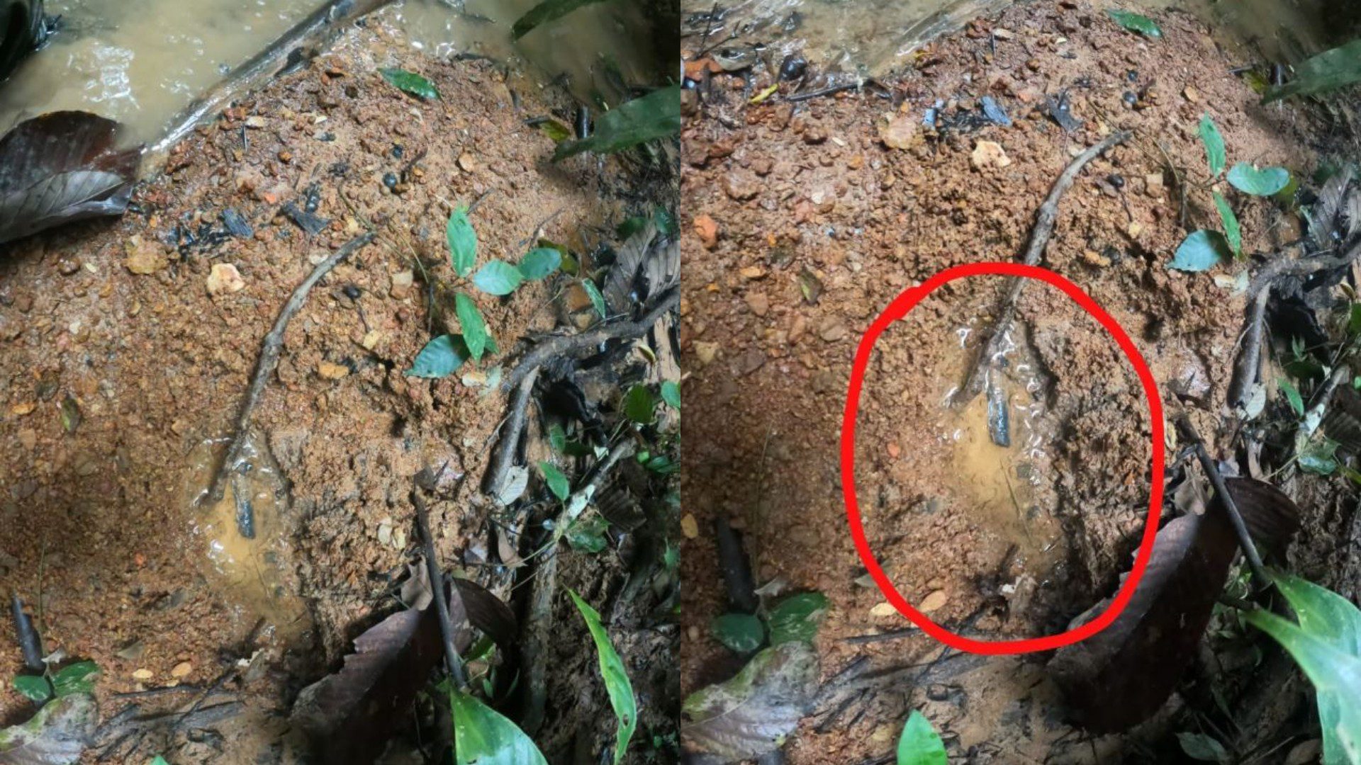 Huellas encontradas por Ejército de Colombia - Foto _ Twitter Fuerzas Militares