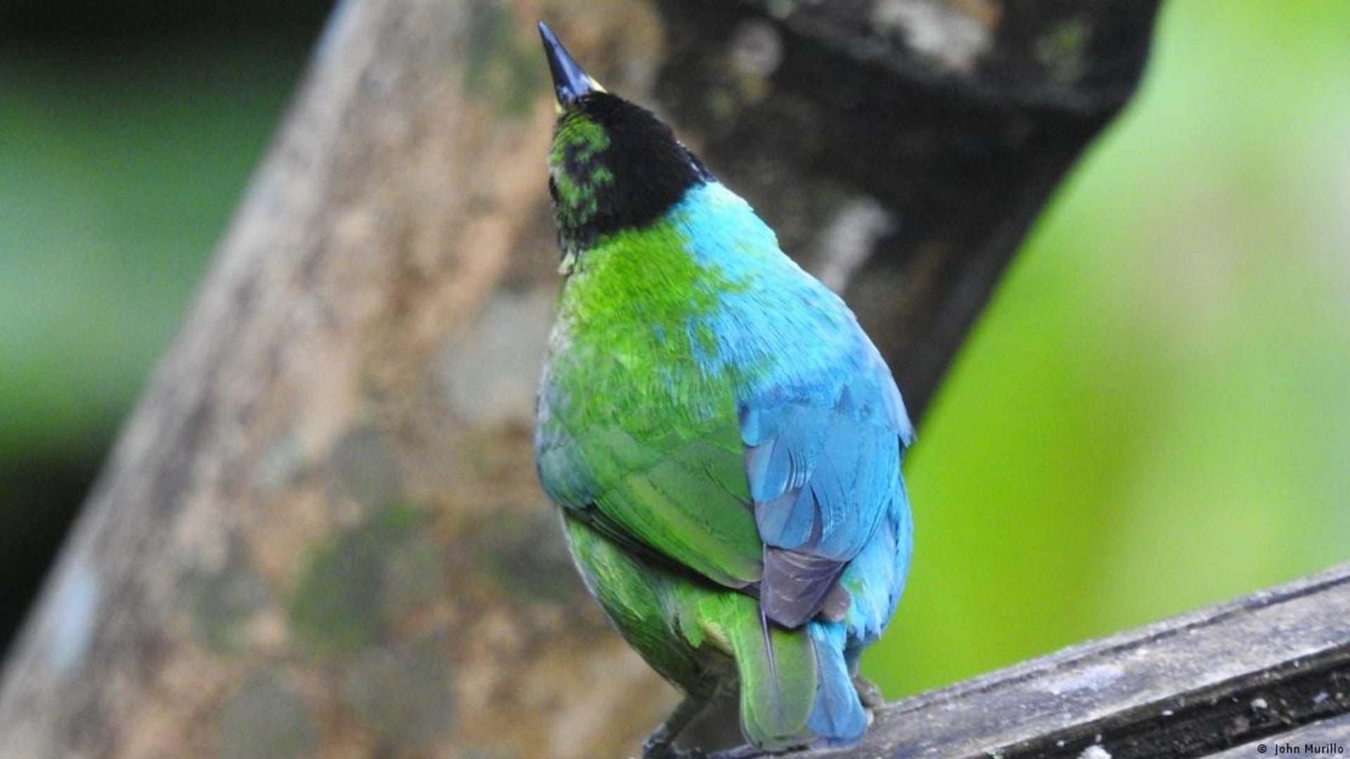 Fotografía de mielero verde - Crédito John Murillo