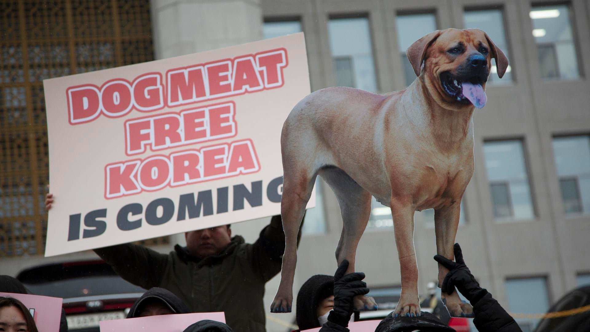 Activistas animalistas celebran decisión de prohibir consumo de carne de perro en Corea del Sur - Foto: EFE