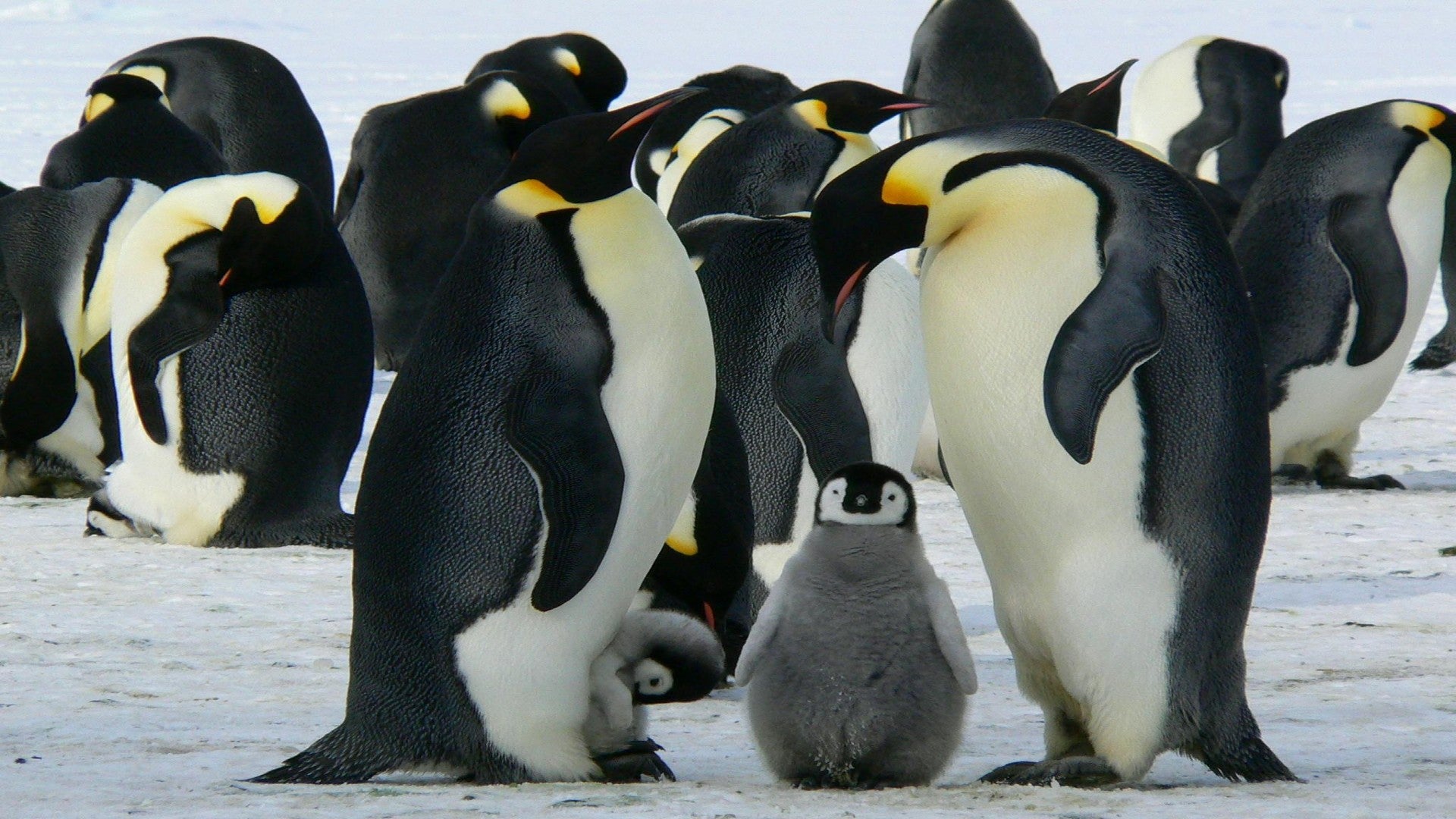 Día Mundial de la Concienciación por los Pingüinos estos son los riesgos que enfrenta esta importante especie animal Día Mundial de la Concienciación por los Pingüinos estos son los riesgos que enfrenta esta importante especie animal
