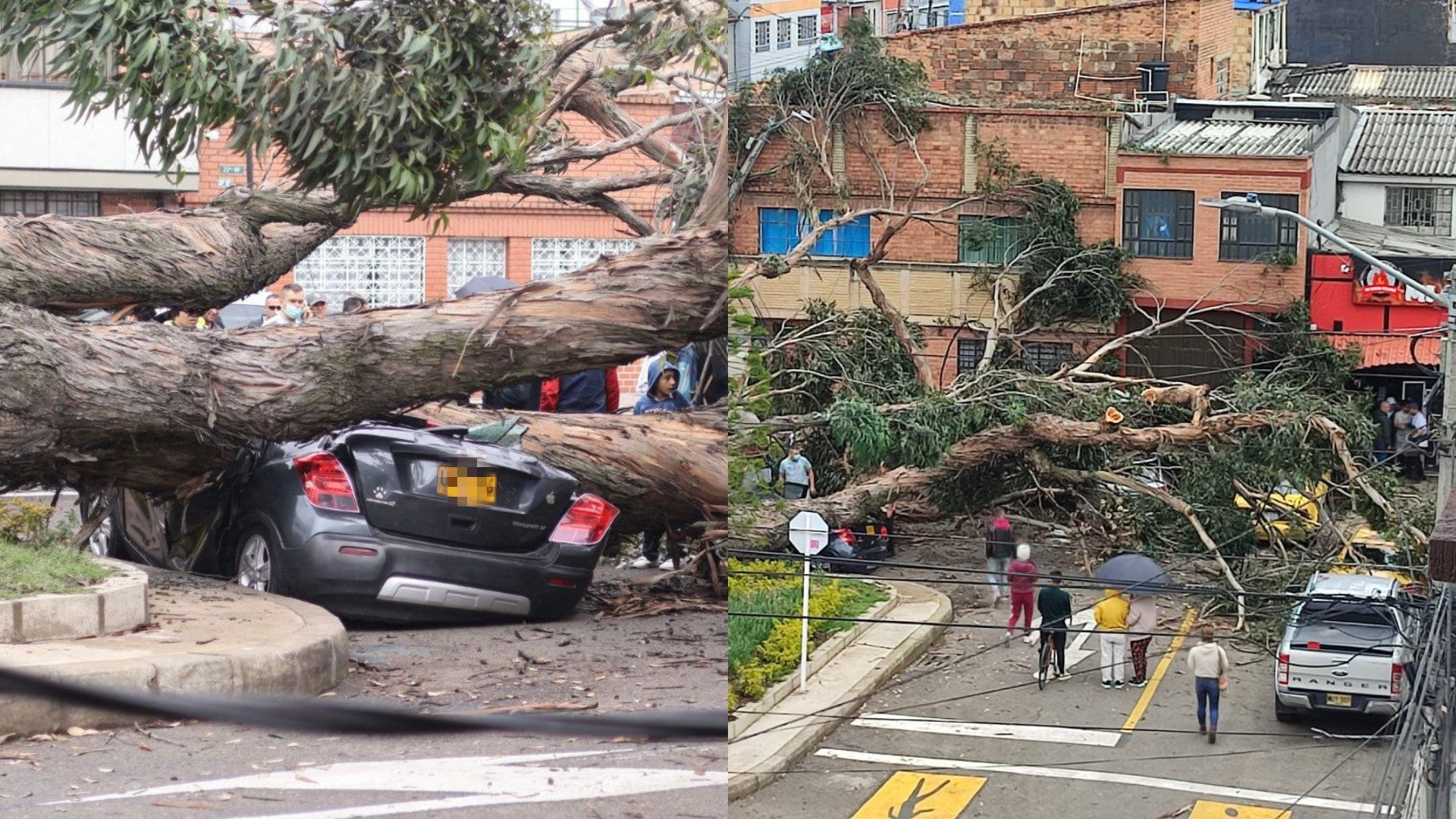 Vehículos afectados por caída de árbol en Bogotá