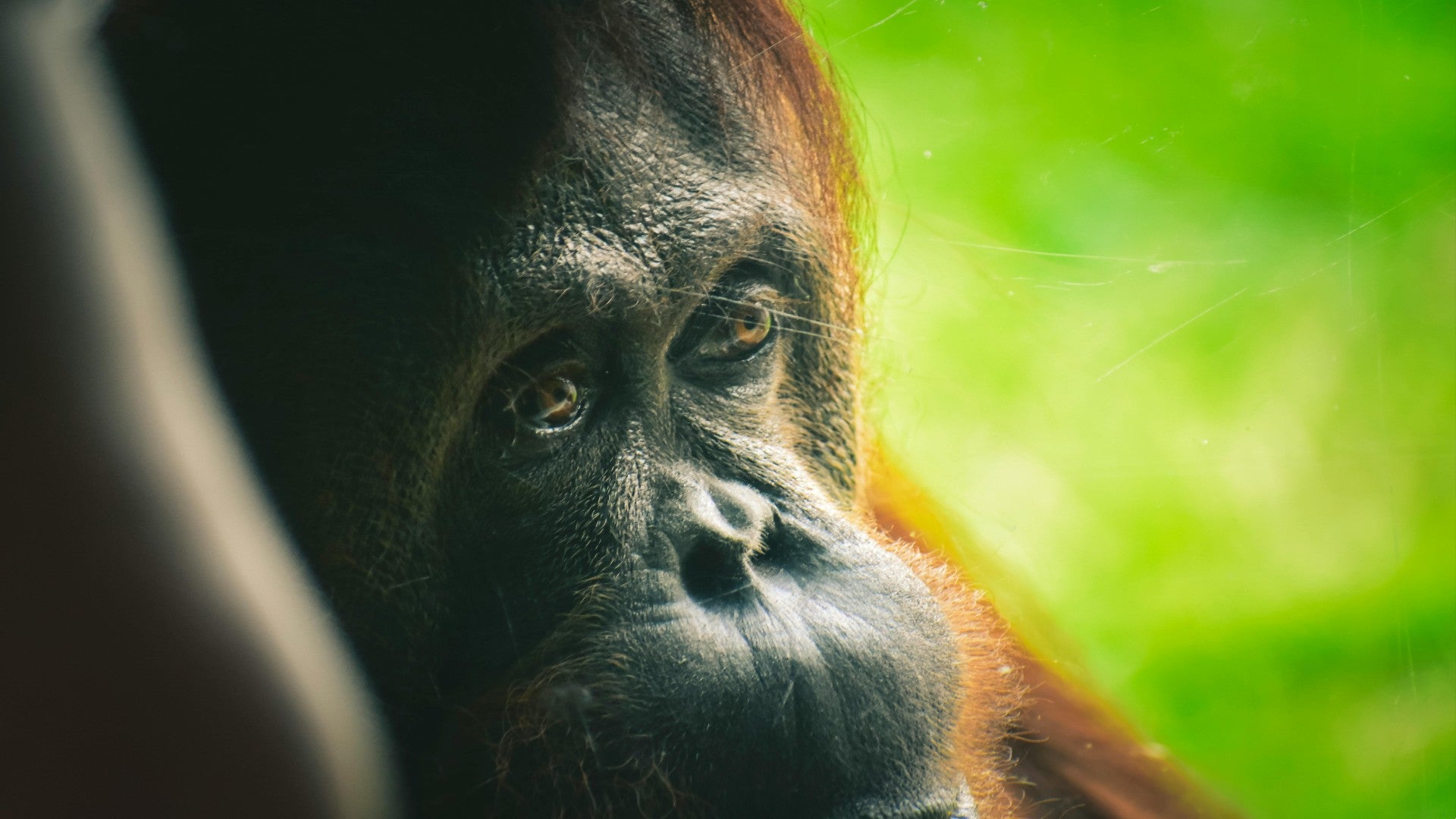 Descubren orangután de Sumatra que se auto cura utilizando planta medicinal Descubren orangután de Sumatra que se auto cura utilizando planta medicinal