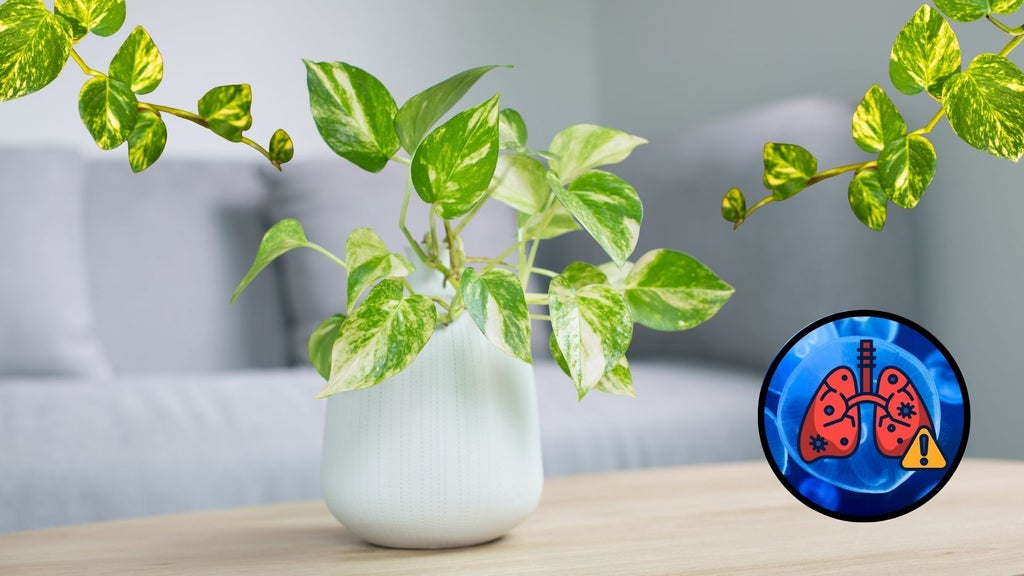 Planta que elimina las toxinas del aire / Foto Canva