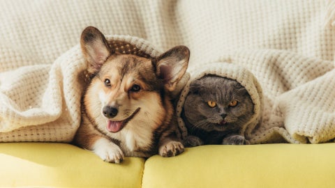 La influencia positiva que tienen los perros y gatos para preservar funciones cerebrales - Foto referencia: Canva