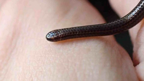 Serpiente hilo de Barbados - AFP