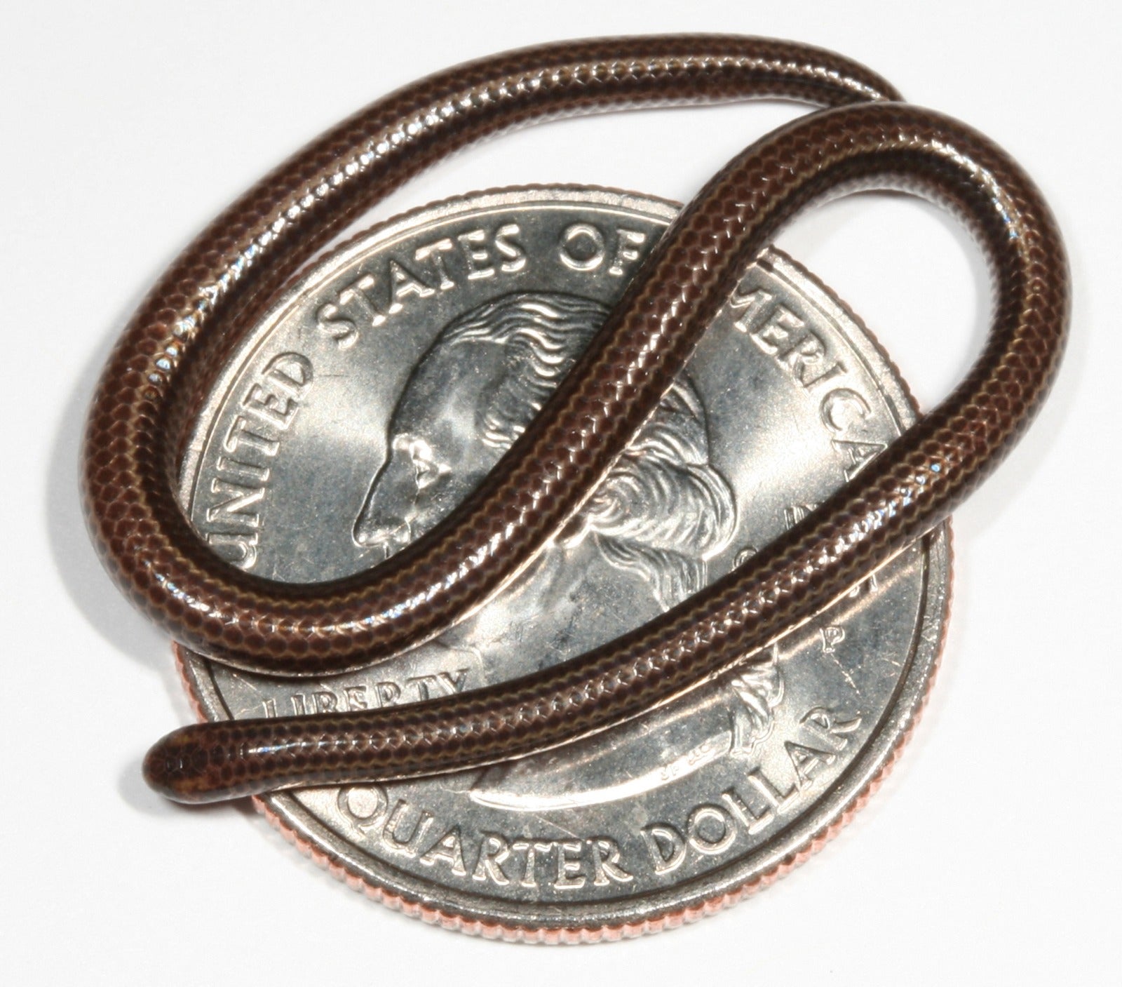 La culebra de hilo de Barbados y una moneda de 25 centavos en 2006- AFP