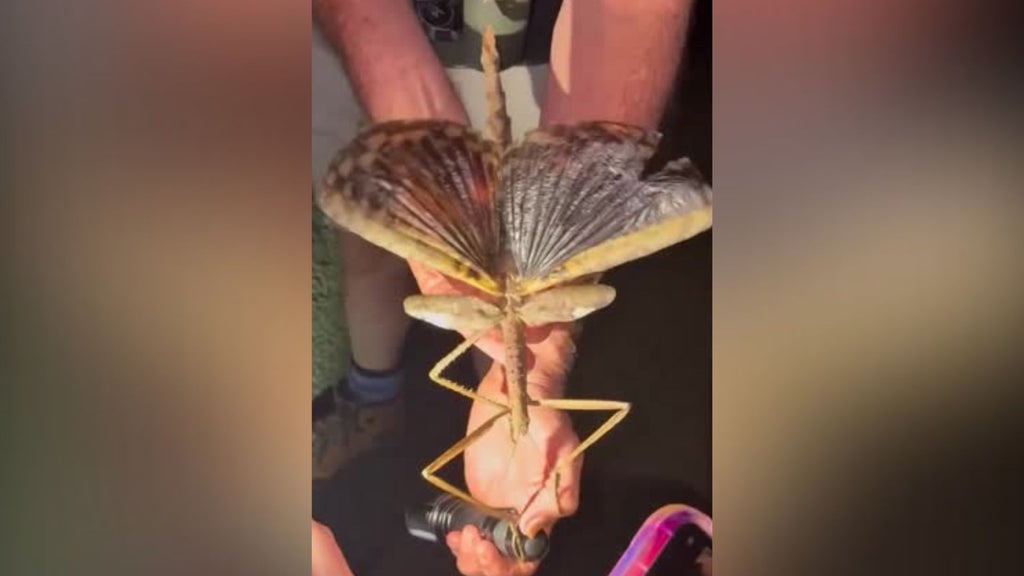 Descubren un insecto palo gigante en Australia - Imagen vía Reuters