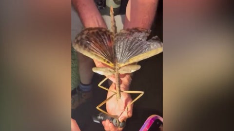 Descubren un insecto palo gigante en Australia - Imagen vía Reuters
