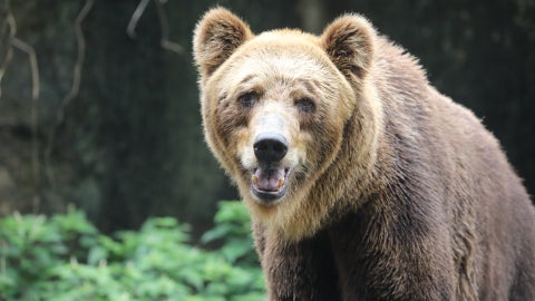 Oso | Foto: EFE