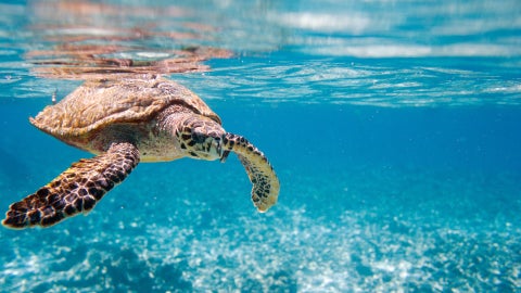 Tortugas marinas - Foto: Canva