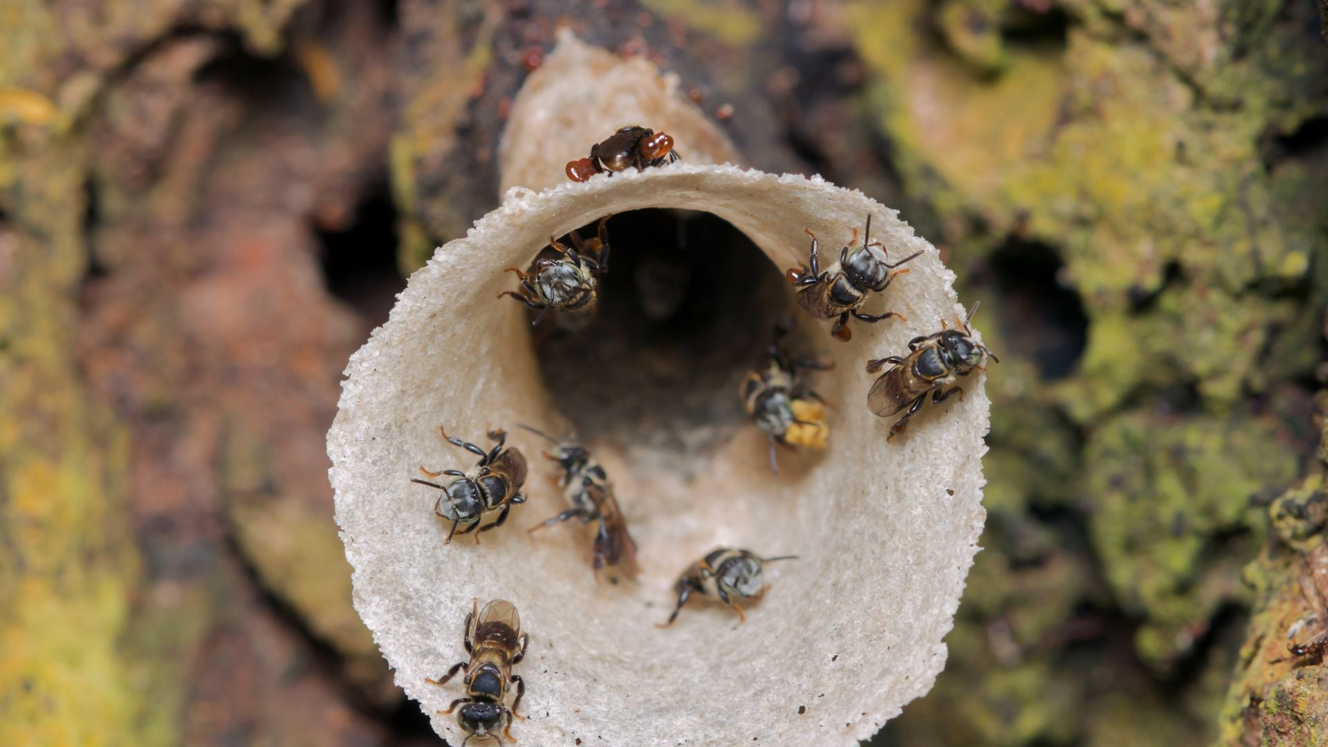 Meliponicultura: la crianza de abejas sin aguijón - Foto referencia: Canva Meliponicultura: la crianza de abejas sin aguijón - Foto referencia: Canva