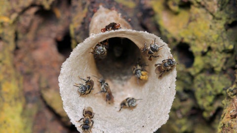 Meliponicultura: la crianza de abejas sin aguijón - Foto referencia: Canva