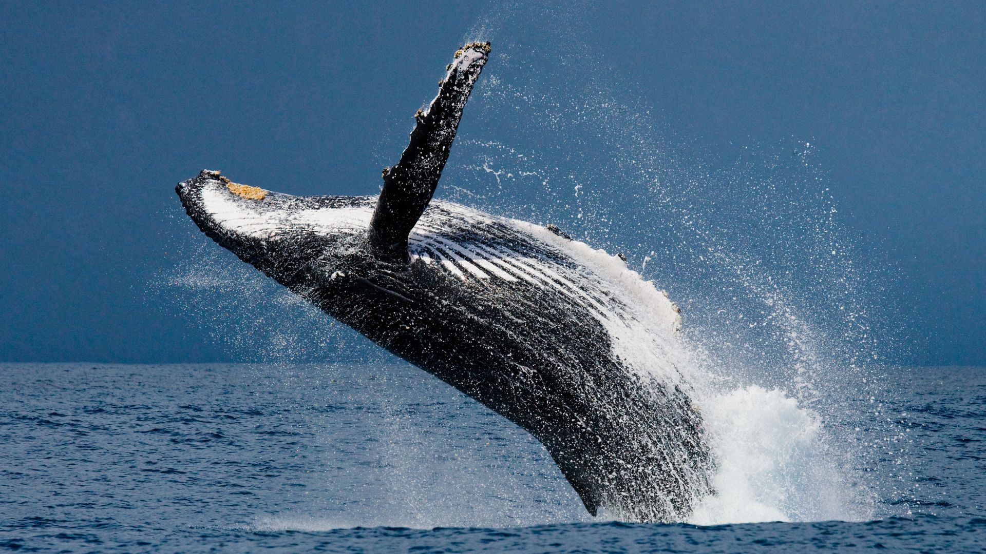 BALLENAS - Foto: Canva BALLENAS - Foto: Canva