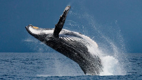 BALLENAS - Foto: Canva