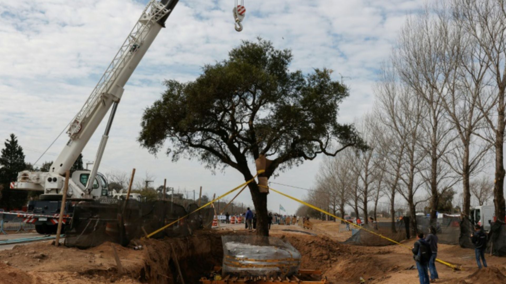 árbol argentina - Foto: AFP árbol argentina - Foto: AFP