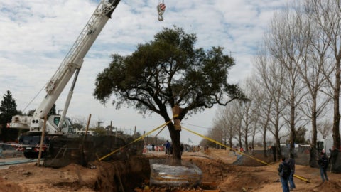 árbol argentina - Foto: AFP