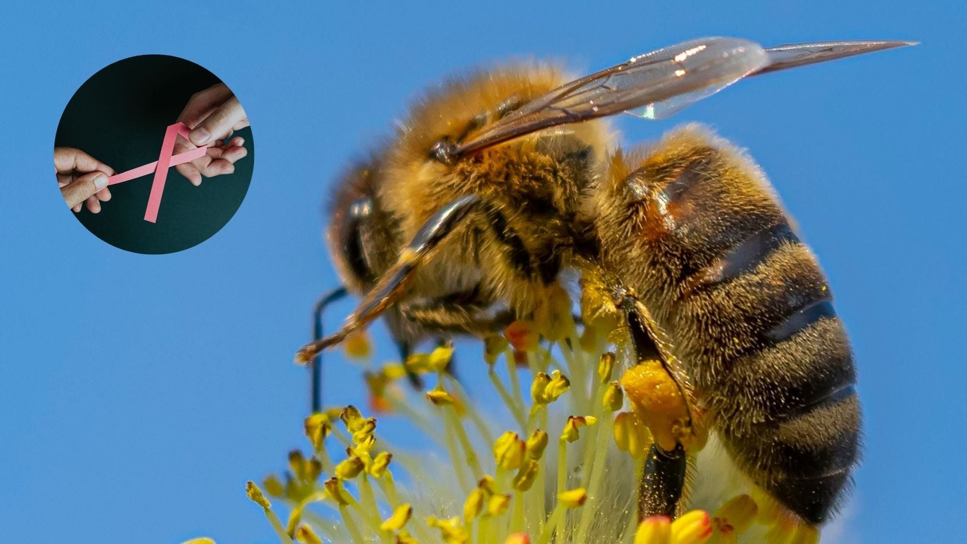 Las abejas también podrían tener un impacto significativo en la medicina | Foto Canva