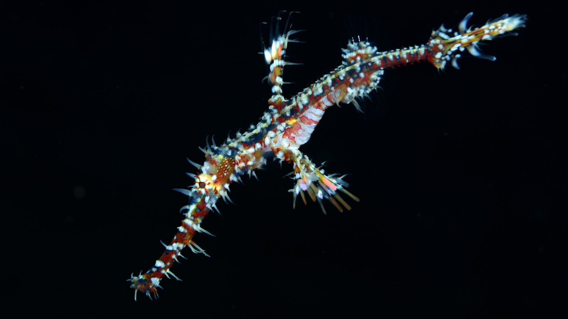 Se han identificado más de 200.000 especies marinas hasta la fecha | Foto Canva