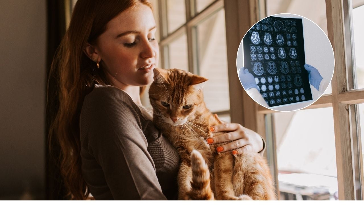 Los gatos pueden llegar a padecer deterioro cognitivo similar al de los humanos - Fotos referencia: Canva