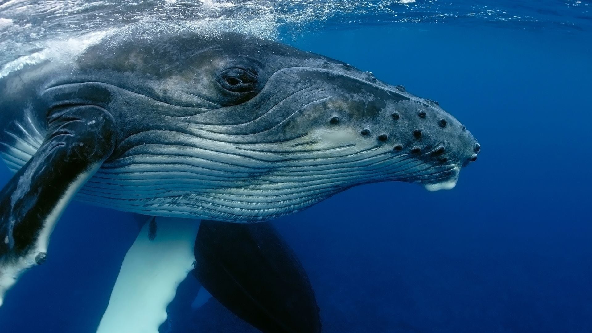 BALLENA CURIOSIDADES - Foto: Canva