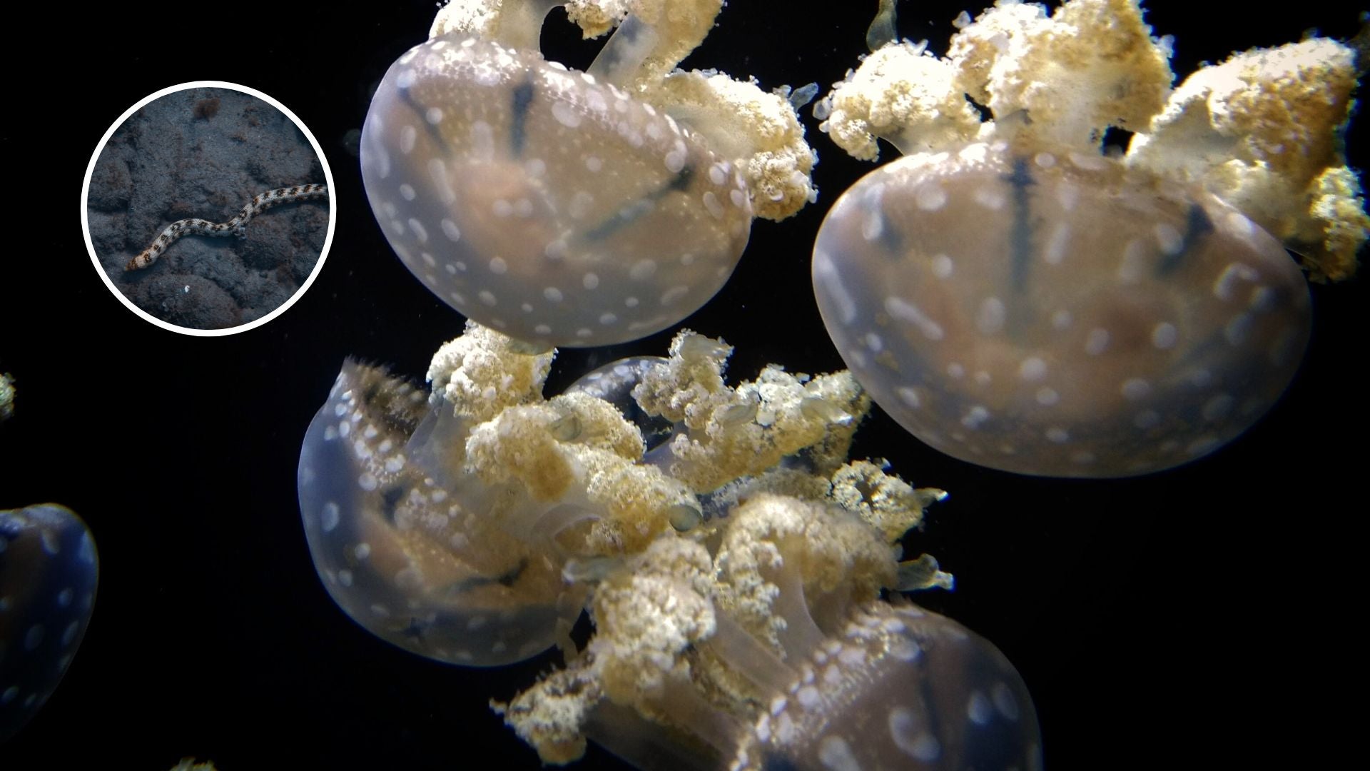 Se encontraron regiones oceánicas entre los 5.800 y 9.500 metros de profundidad | Foto Canva