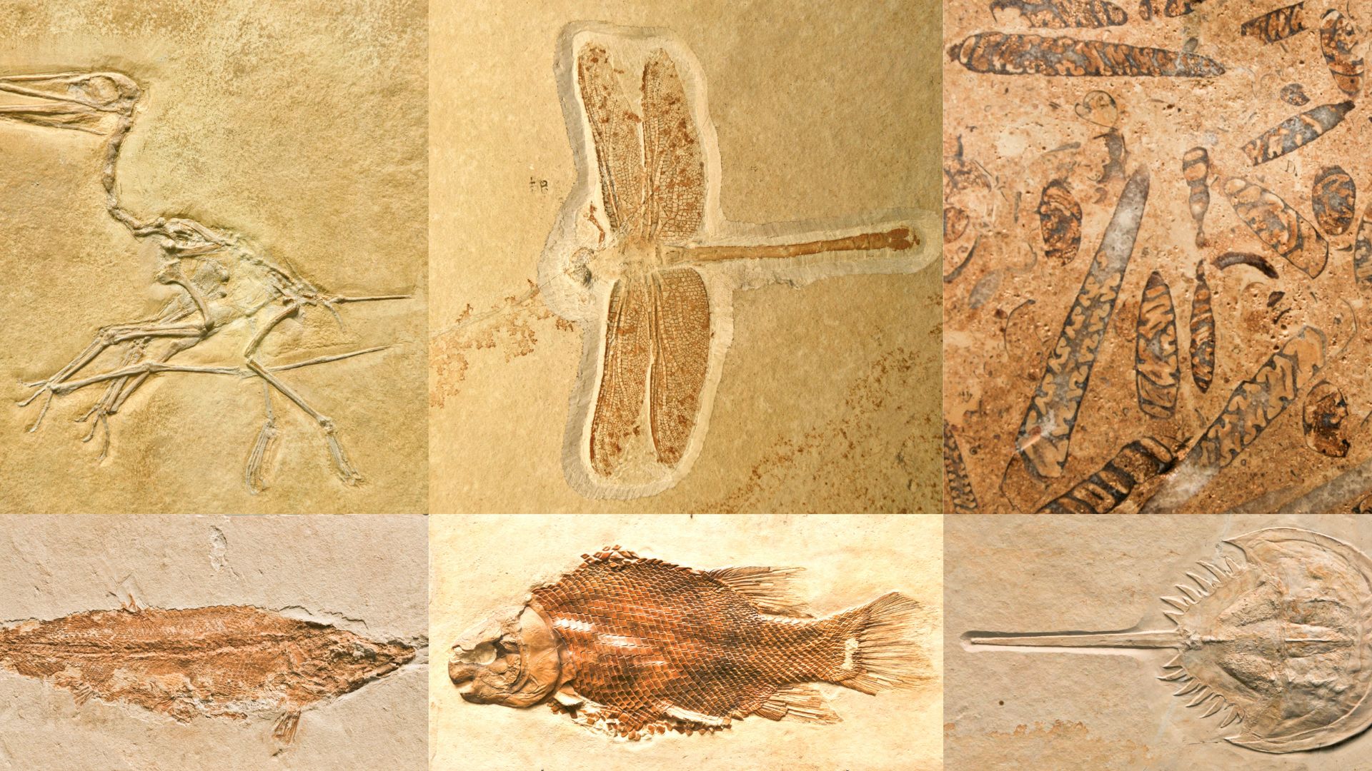 Restos humanos, fósiles marinos y de dinosaurios son algunos de estos hallazgos | Foto Canva