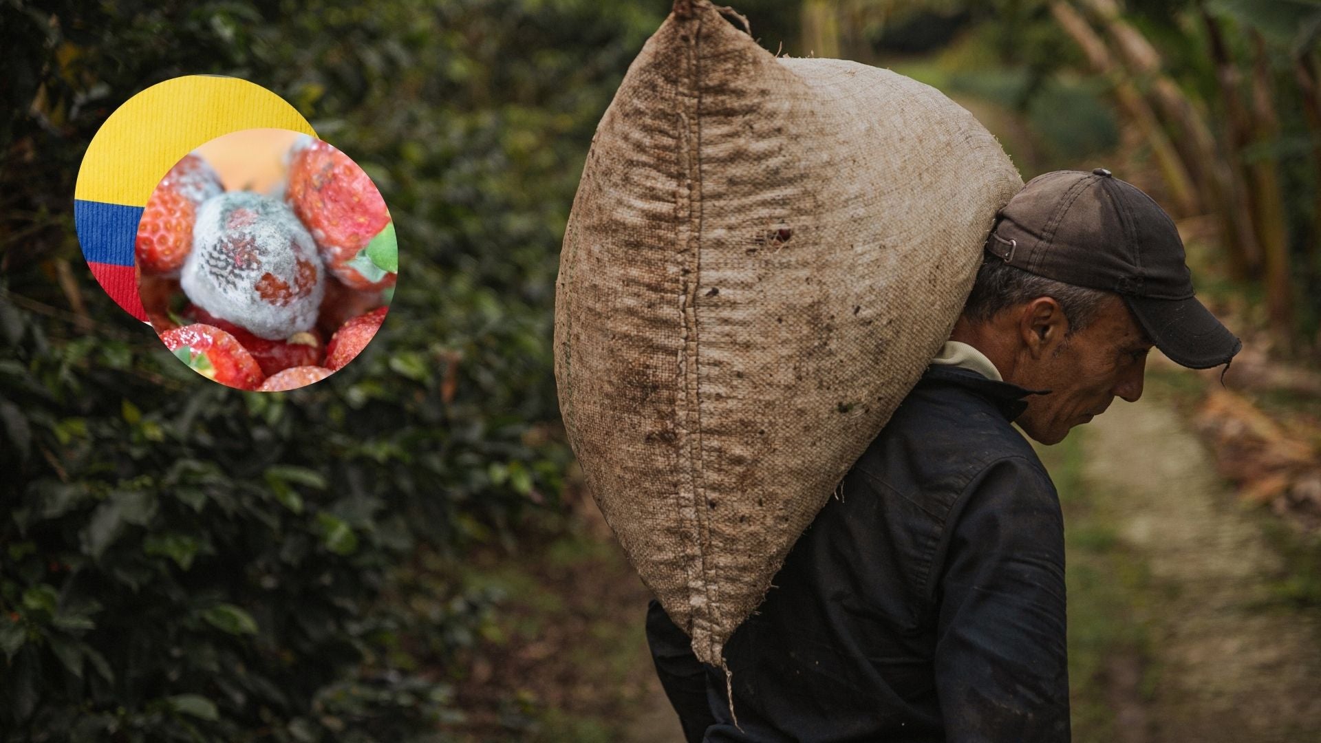 Transforma los procesos de conservación en la agroindustria | Foto Canva
