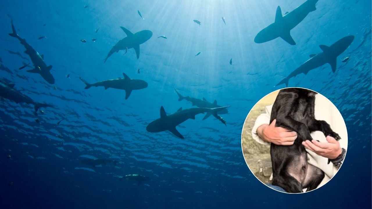 Tiburones - Foto de referencia Canva/ Barbas fue adoptado - Foto IG: @RefugioHuellasDeAmor