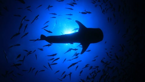 El hallazgo representa un caso único de xantocromismo en esta especie | Foto Canva