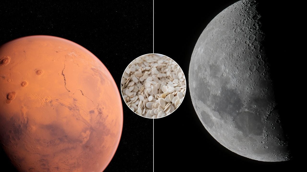 Marte/ Luna/ Egusi - Fotos de referencia Canva