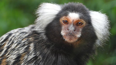 Mono Tití - Foto: Canva