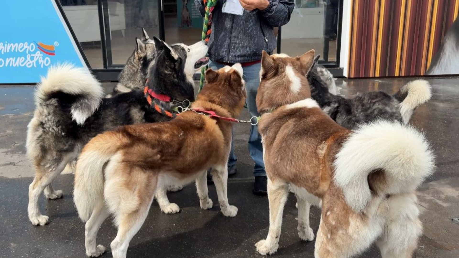 Expopet 2025 - Foto por María Paula Gómez