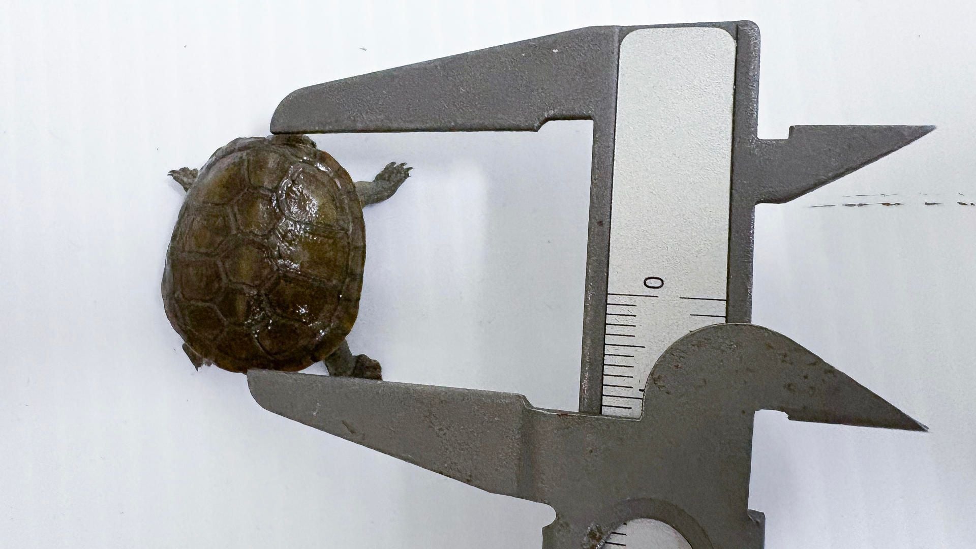 Tortuga Pequeña - Foto: EFE