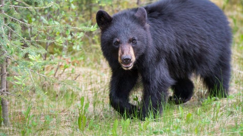 Oso Negro - Foto: Canva
