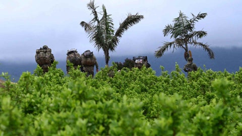 Lucha antidrogas Colombia - AFP