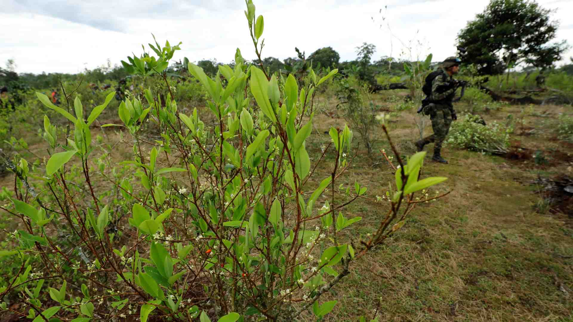Cultivos ilícitos en Colombia - EFE