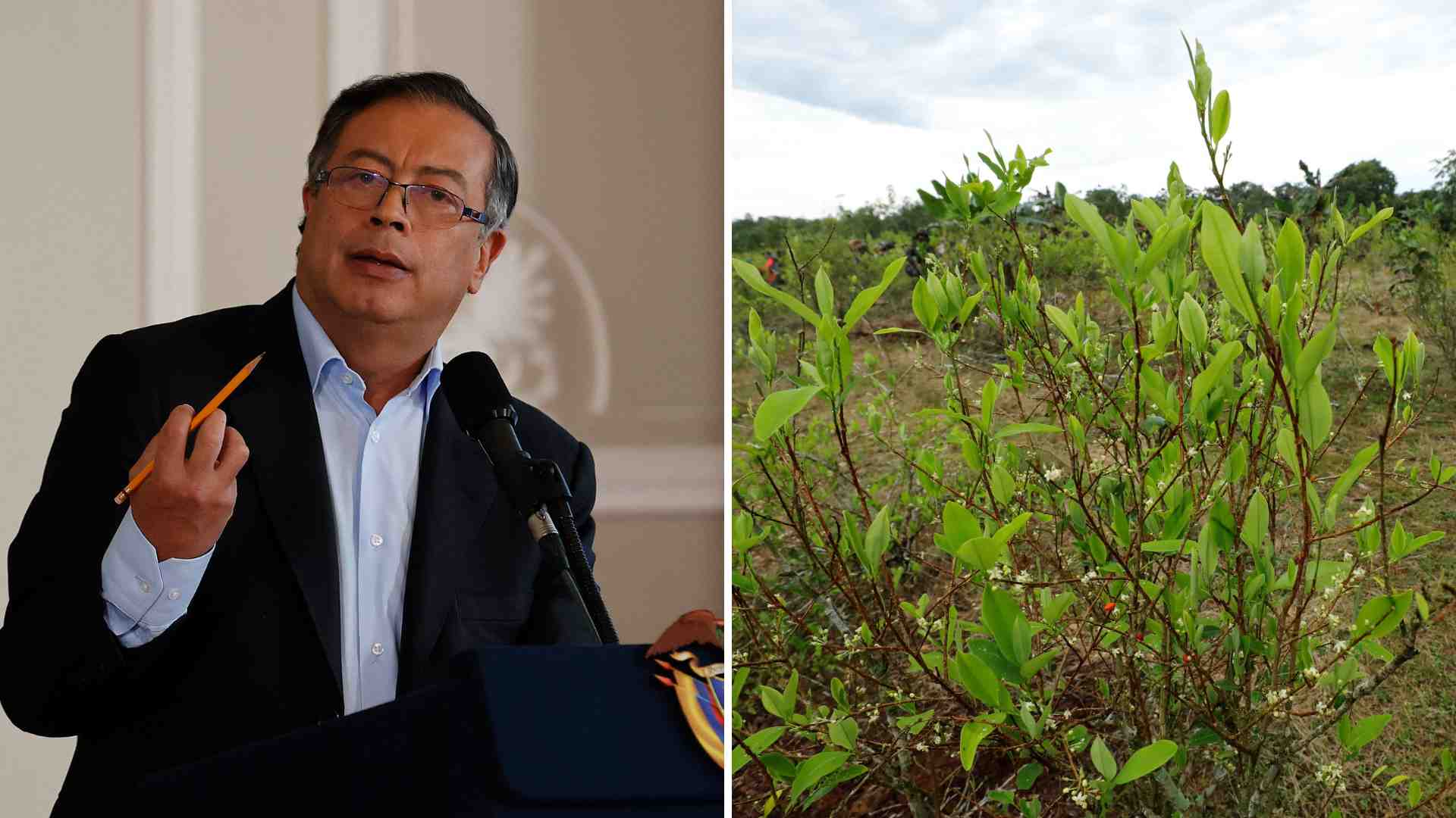 Gustavo Petro y cultivos ilícitos en Colombia - EFE