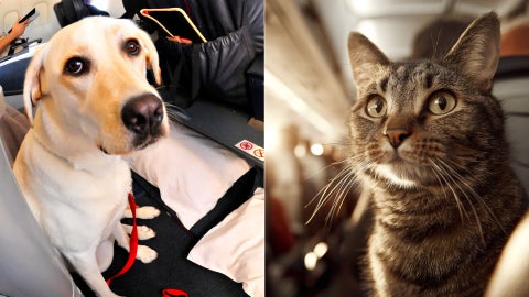 Mascotas en aviones - Fotos de referencia Canva