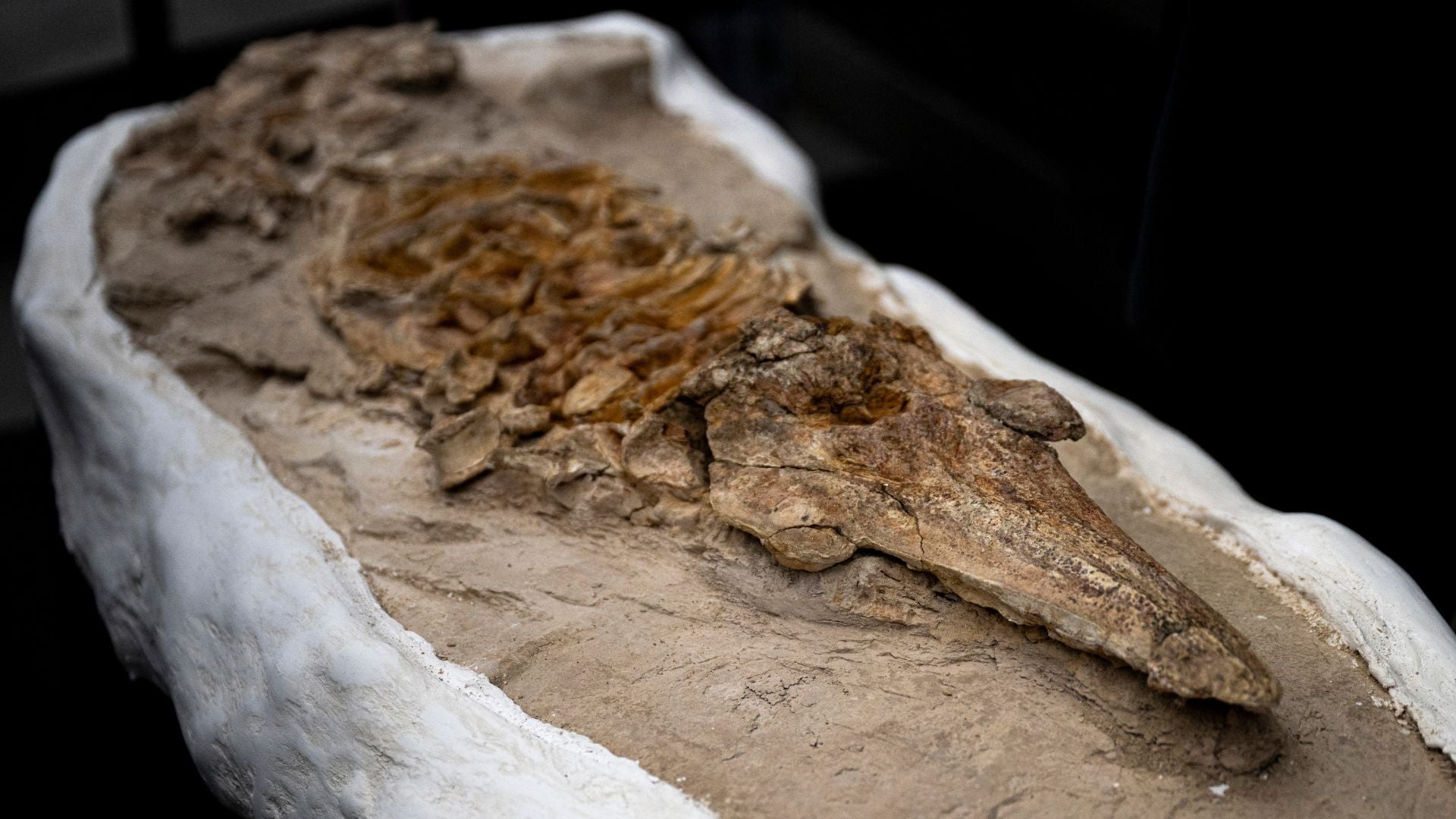 Esqueleto petrificado con unos 12 millones de años de antigüedad - Foto AFP