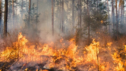 Incendio Forestal - Foto Canva