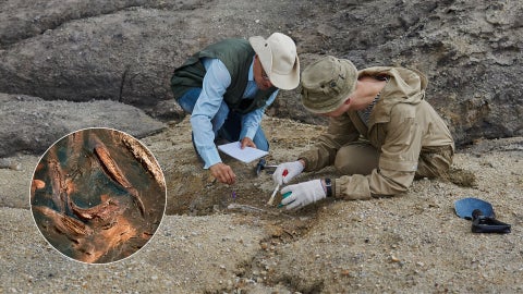 Descubrimiento de nuevo fósil | Foto Canva