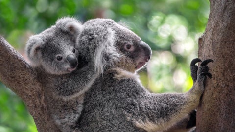 Koalas - Foto Canva