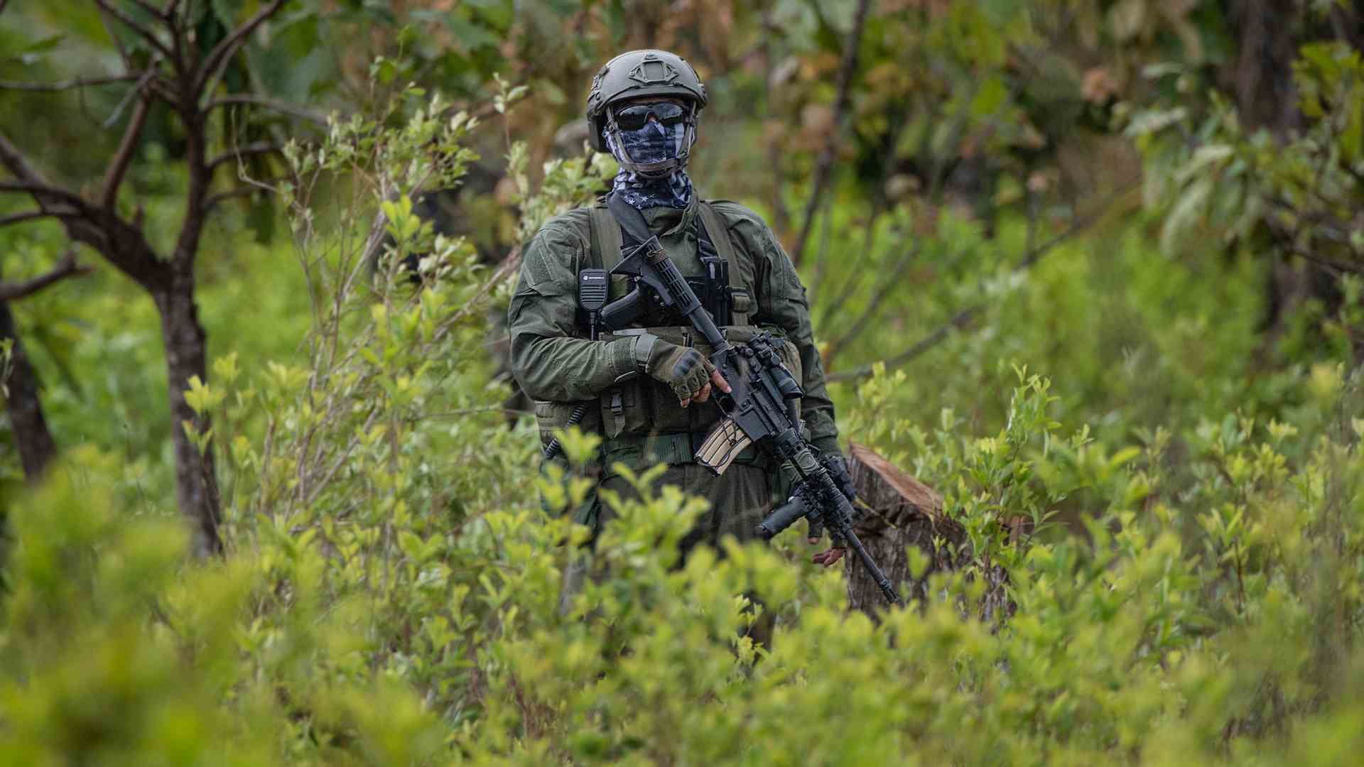 Cultivos de coca en Colombia - AFP Cultivos de coca en Colombia - AFP