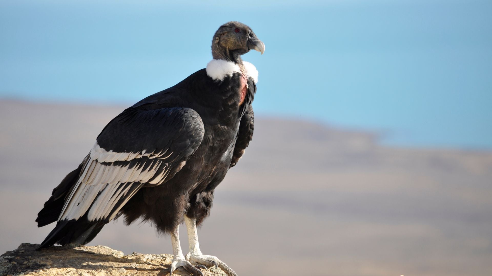 CÓNDOR - FOTO CANVA