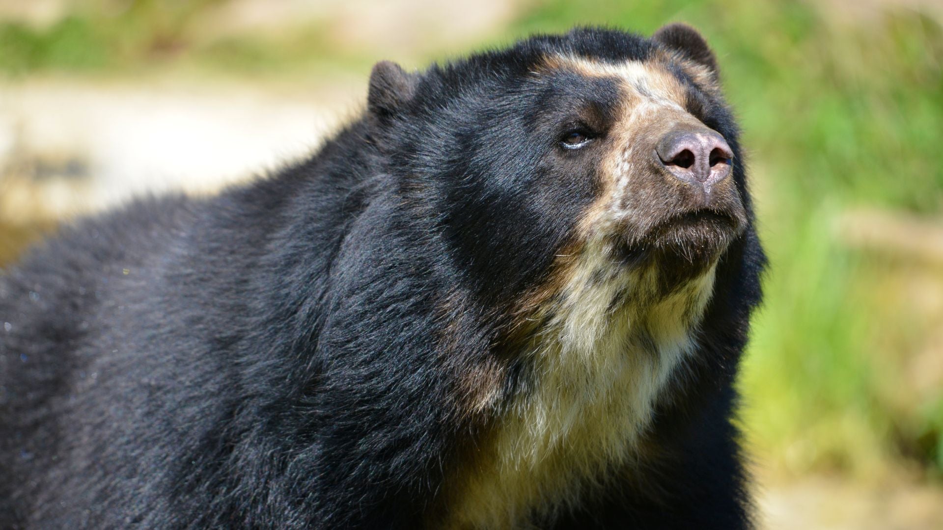 OSO ANDINO - FOTO CANVA OSO ANDINO - FOTO CANVA