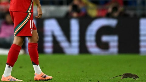 Partido de Gales contra Bélgica | Foto: AFP