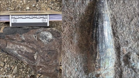 Fosil hallado en Venezuela