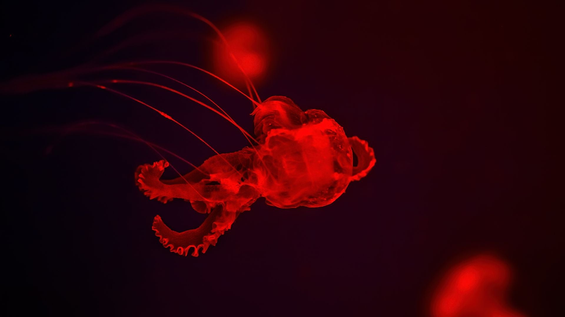 Criaturas en el océano | Foto Canva